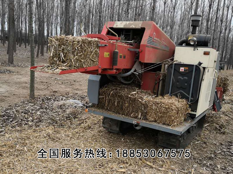 星光玉龍 (1).jpg 星光玉龍